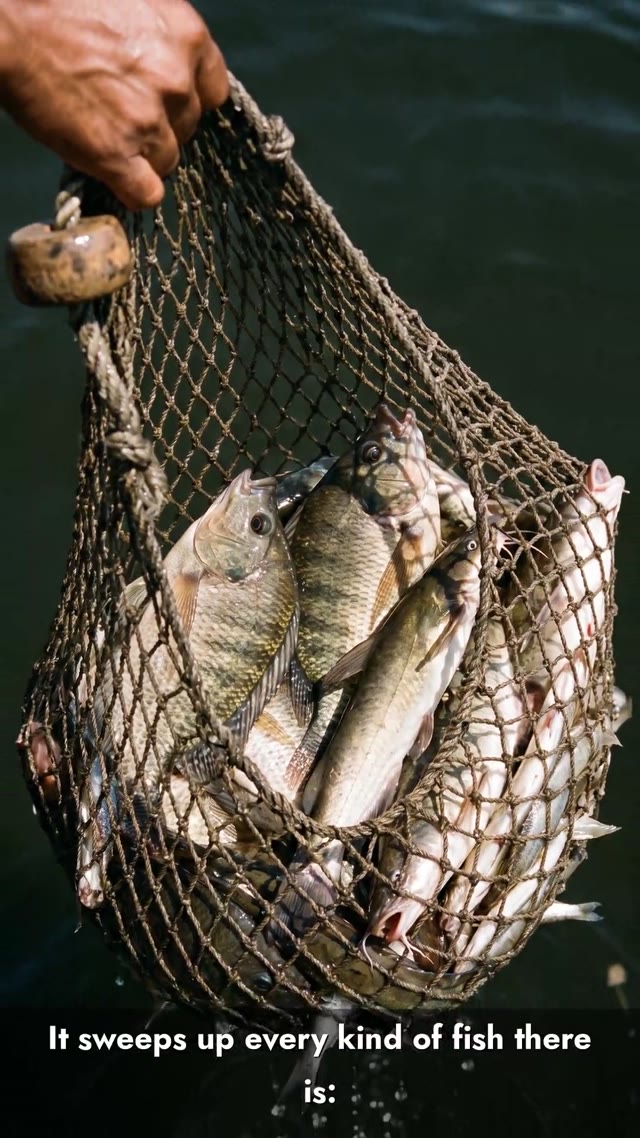 The Net